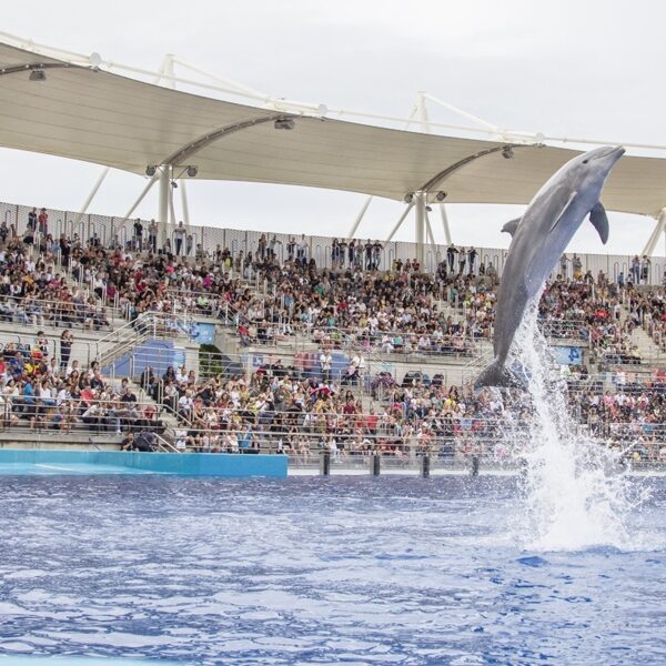 Delfin show